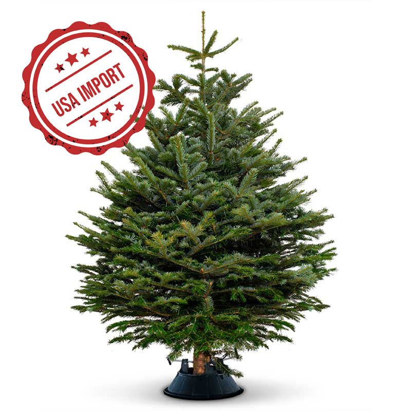 Fresh Premium Christmas Tree 180cm variant