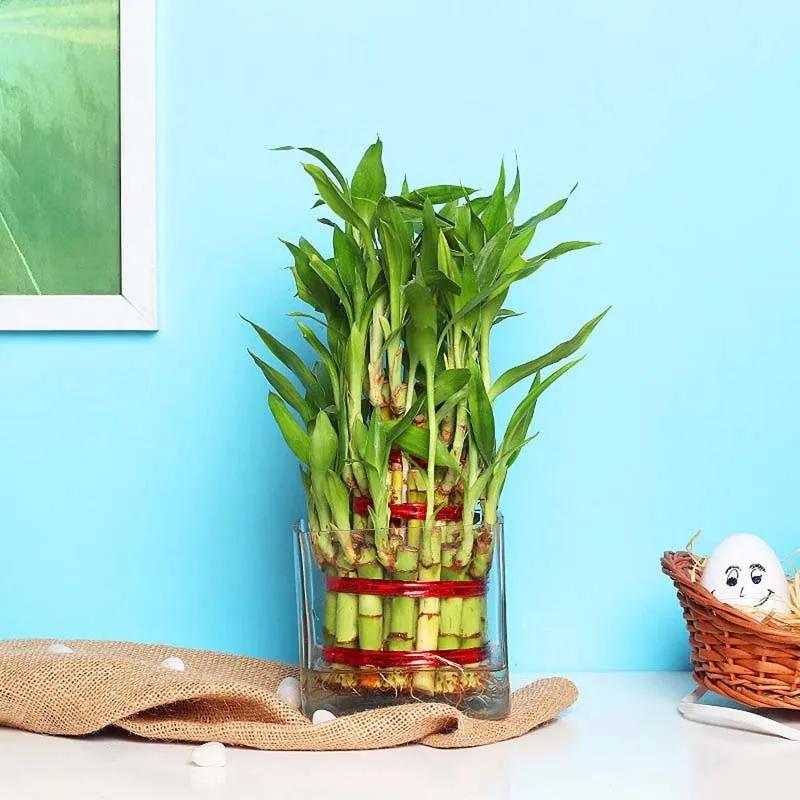 3-layer-lucky-bamboo-plant-in-square-vase_1.webp