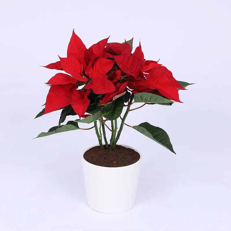 Red Poinsettia Plant in White Pot in Dubai