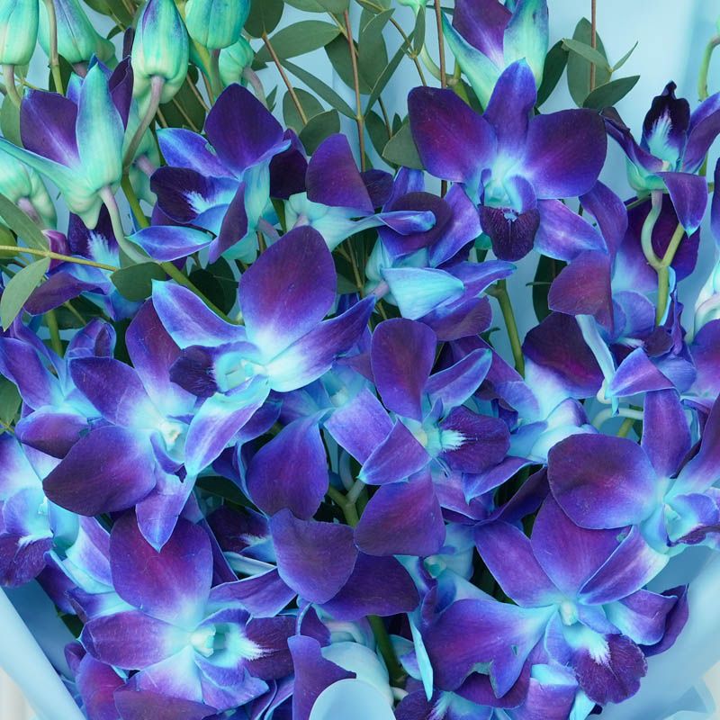 Royal Blue Orchids Bouquet thumbnail 3