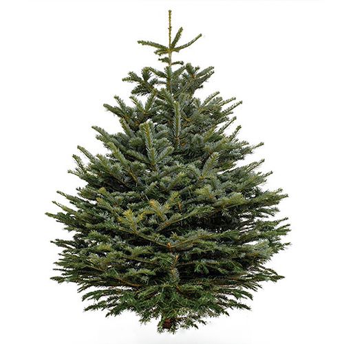 USA Douglas Fir Fresh Christmas Tree 250cm - Gifts gift from Buy Any Flowers Dubai in Al Quoz Industrial Area 4, Dubai, UAE