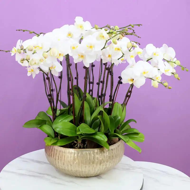 Golden Orchid Elegance - Flowers gift from Buy Any Flowers Dubai in Al Quoz Industrial Area 4, Dubai, UAE - image 2