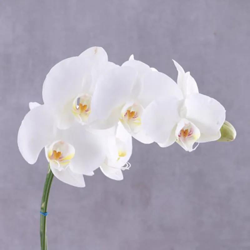 White Orchid Plant in Grey Wrapping thumbnail 2