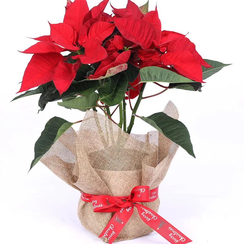 Red Poinsettia Plant in Jute Wrap - Plants gift from Buy Any Flowers Dubai in Al Quoz Industrial Area 4, Dubai, UAE - image 2