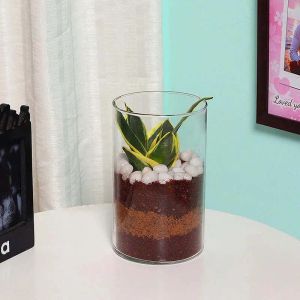 mini-sansevieria-in-cylinder-vase_1.webp
