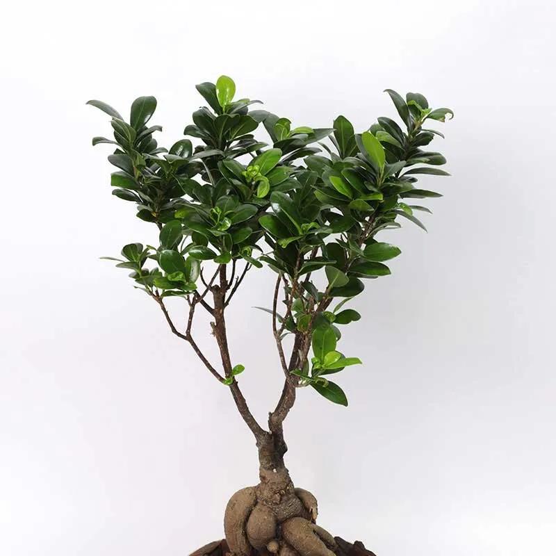 For My Fellow Bonsai Plant in Box thumbnail 2