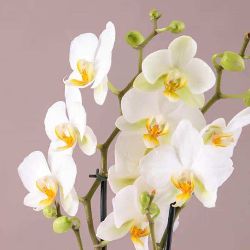 2 Stems White Orchid Plant in White Box thumbnail 2