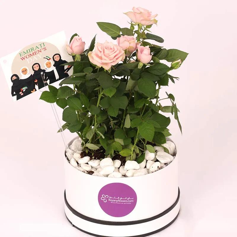 Pink Rose Plant in White Box for Emirati Womens Day - Plants gift from Buy Any Flowers Dubai in Al Quoz Industrial Area 4, Dubai, UAE - image 2