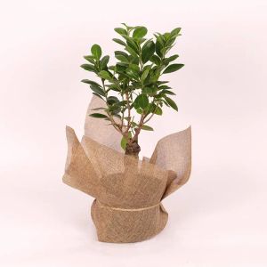 ficus-ginseng-bonsai-plant_1.webp