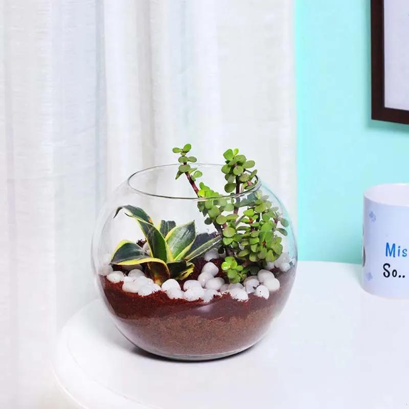 Mini Sansevieria and Jade Plant in Fish Bowl thumbnail 1
