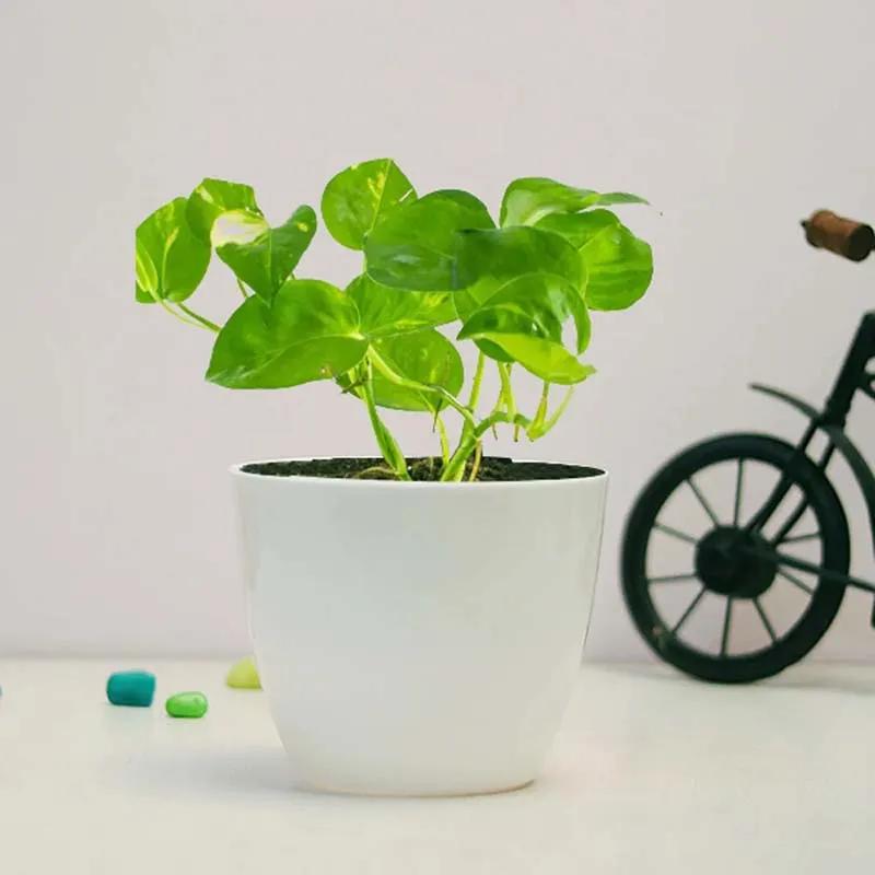 money-plant-in-white-pot_1.webp