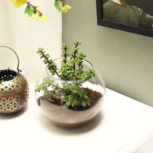 jade-plant-in-fish-bowl_1.webp