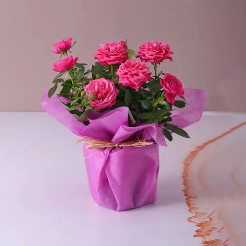 Pink Rose Plant in Pink Wrapping in Dubai