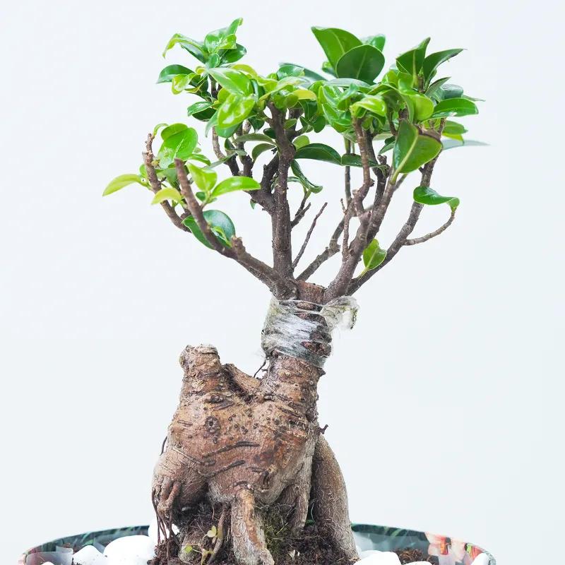 Mini Bonsai Garden Box - Plants gift from Buy Any Flowers Dubai in Al Quoz Industrial Area 4, Dubai, UAE - image 2