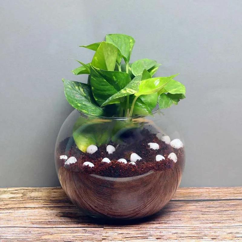 Money Plant in Fish Bowl thumbnail 3