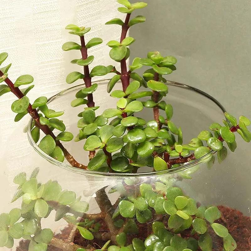 Jade Plant in Fish Bowl thumbnail 2