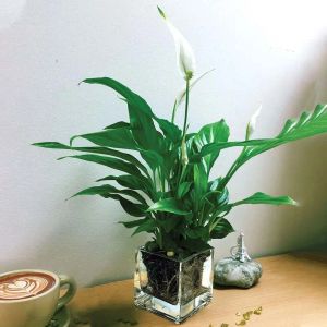 peace-lily-plant-in-square-vase_1.webp