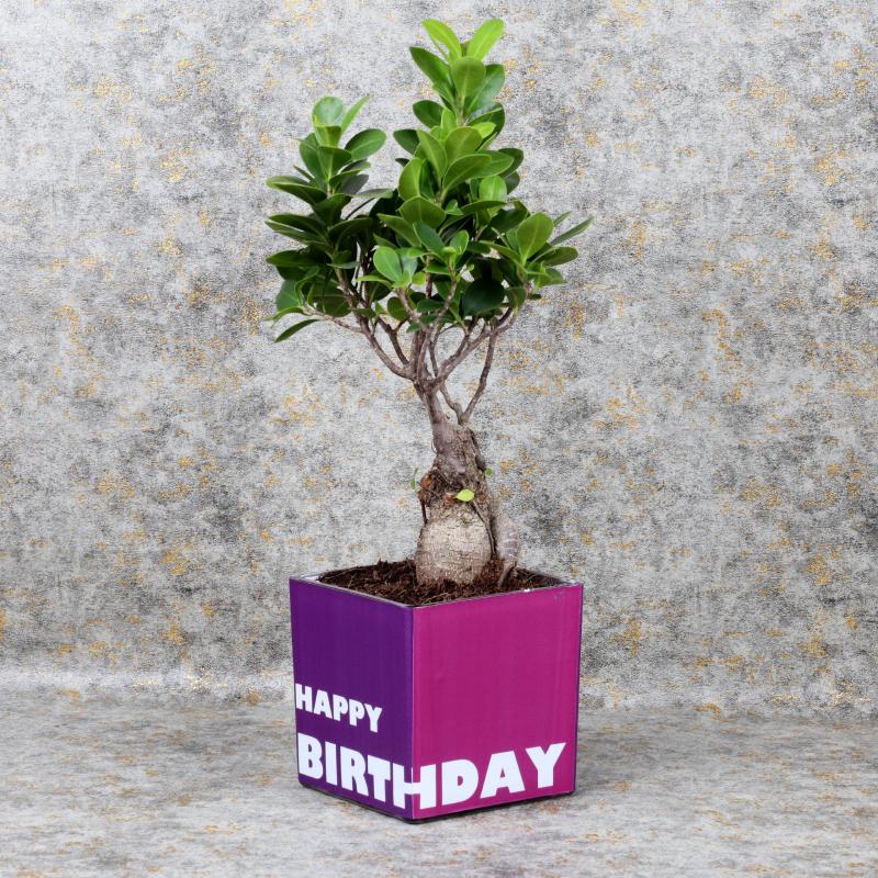 birthdaybosnaiplant_fb3225.webp