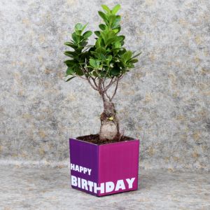 birthdaybosnaiplant_fb3225.webp