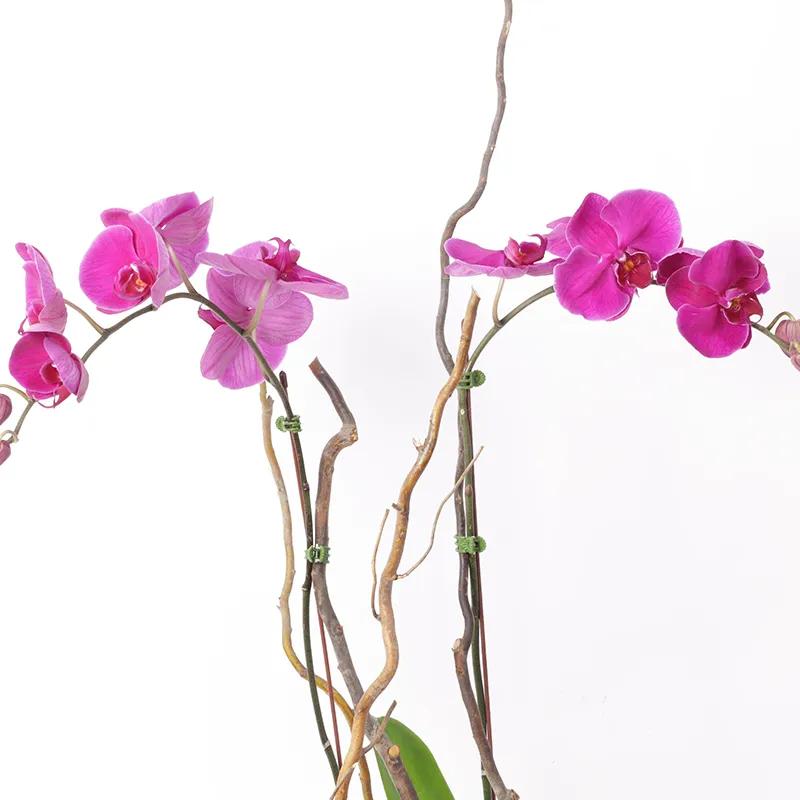 Double Stem Purple Orchid Plant in White Pot thumbnail 2