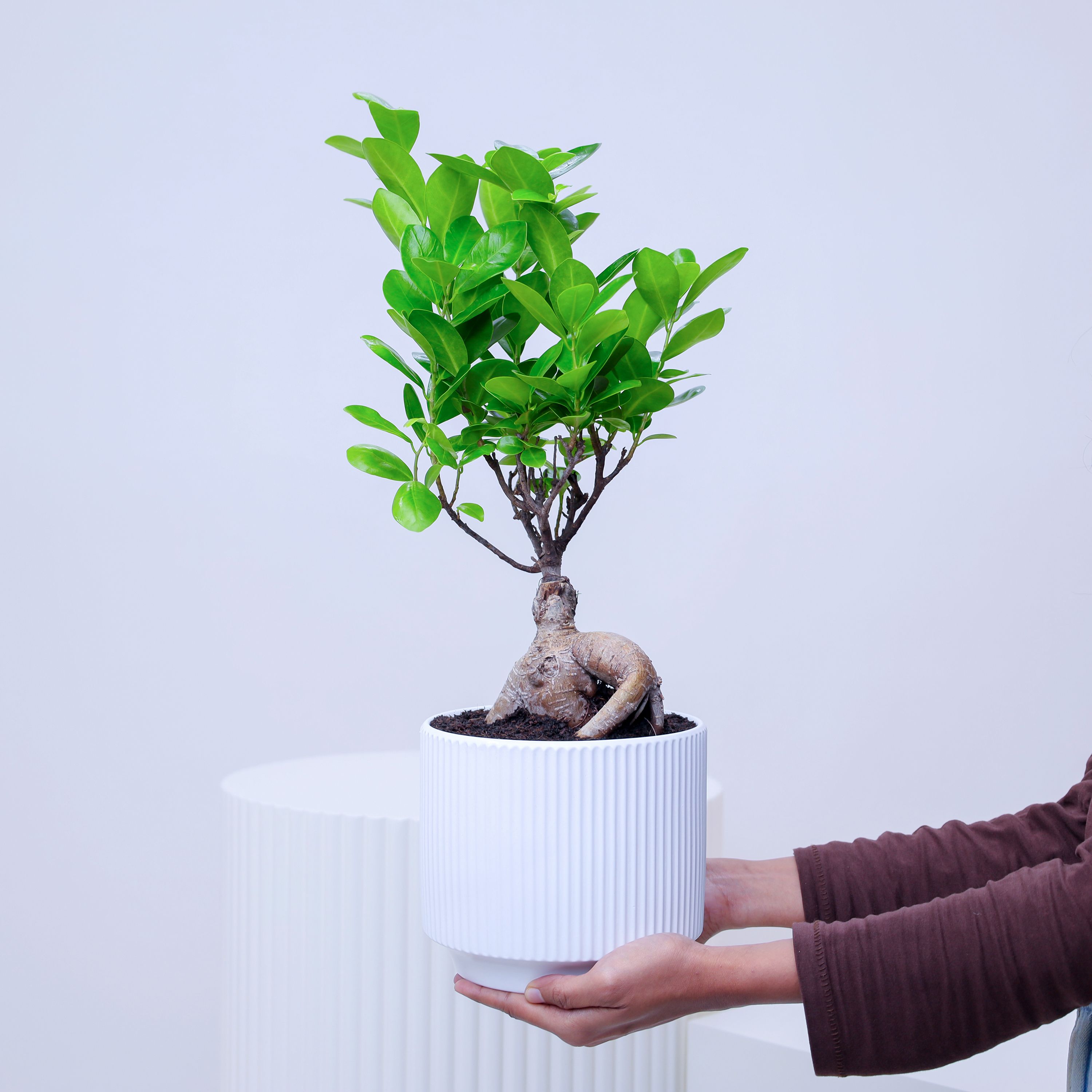 Ficus Bonsai Plant in Pot thumbnail 2