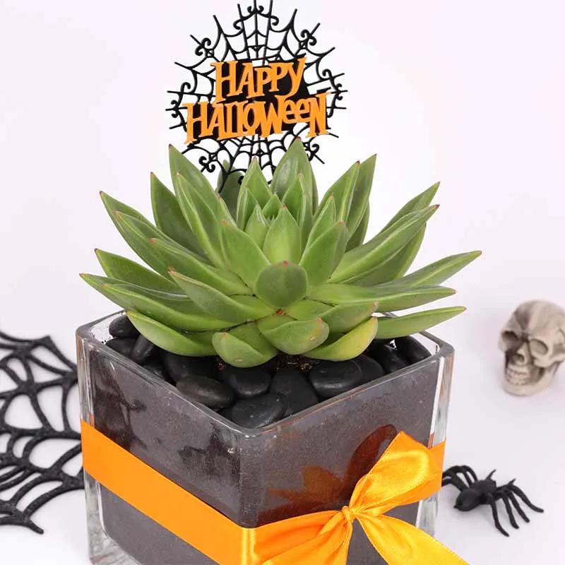 Halloween Echeveria Plant thumbnail 2