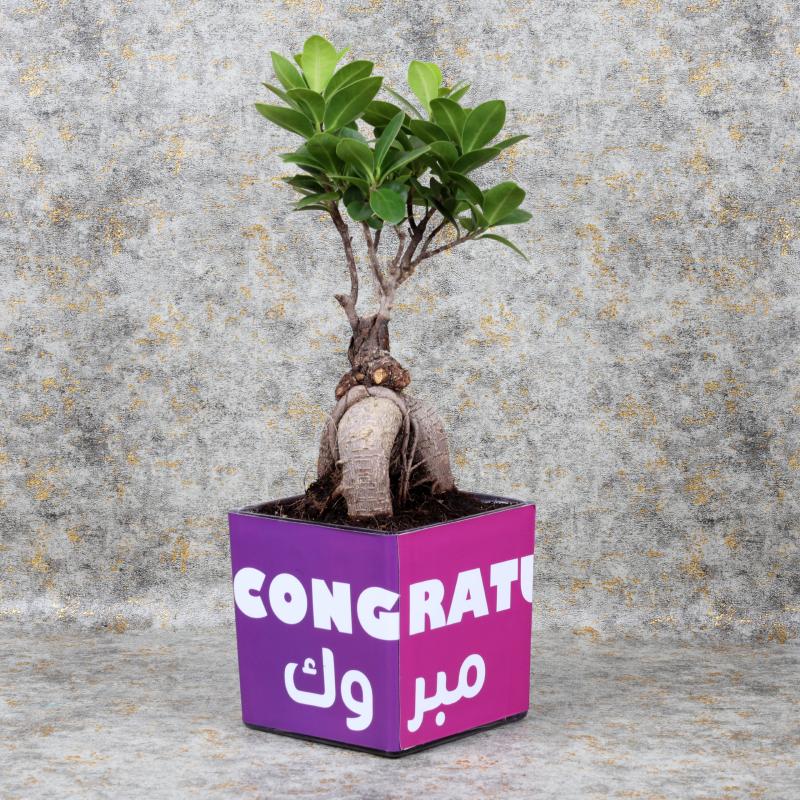 congratulationsbosnaiplant_8b082a.webp