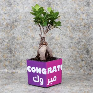 congratulationsbosnaiplant_8b082a.webp