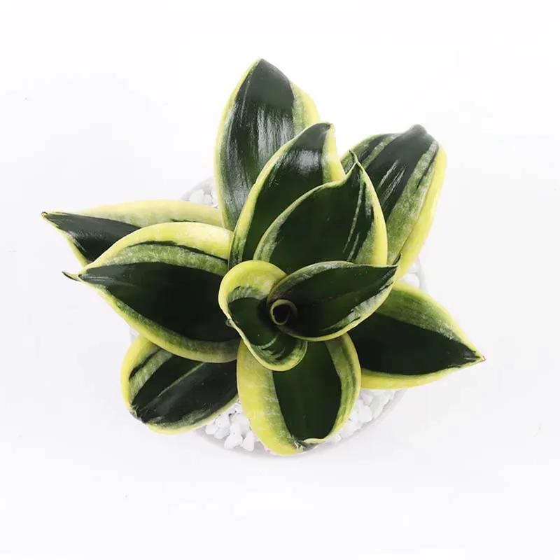 Sansevieria in Fish Bowl thumbnail 3