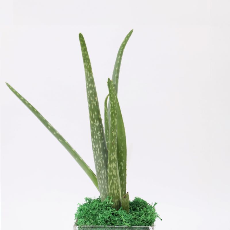 Aloe Vera Plant in Square Glass Vase thumbnail 2