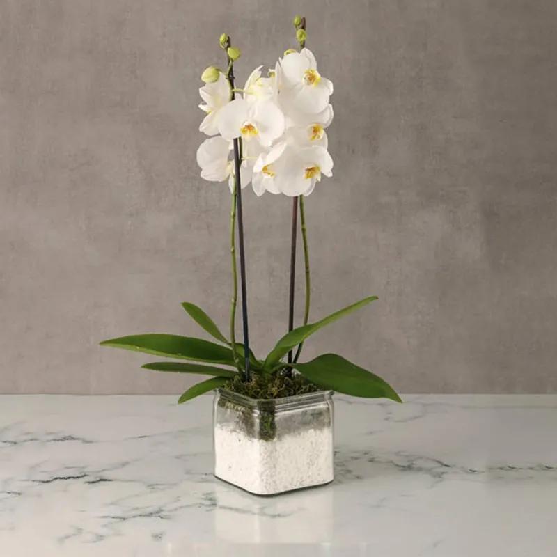 2-stem-white-orchid-plant-in-square-vase_1.webp