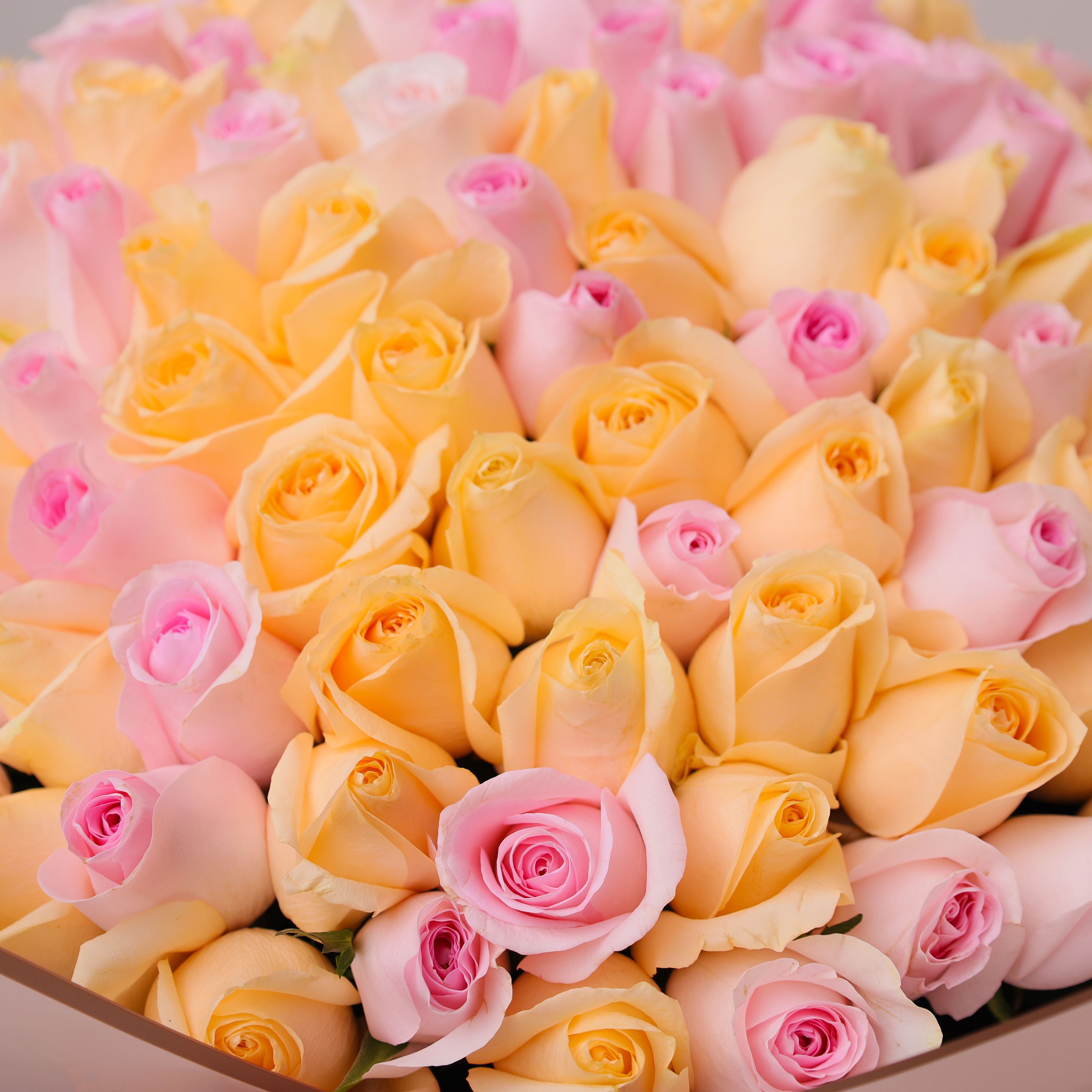 Care 251 Pink and Peach Roses thumbnail 4