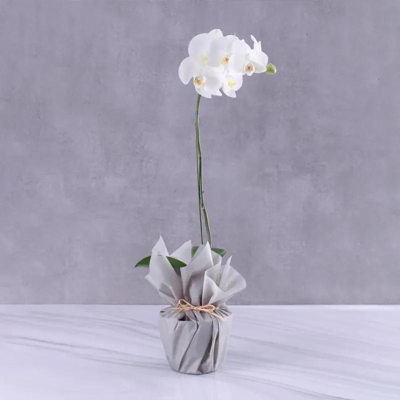 white-orchid-plant-in-grey-wrapping_1.webp