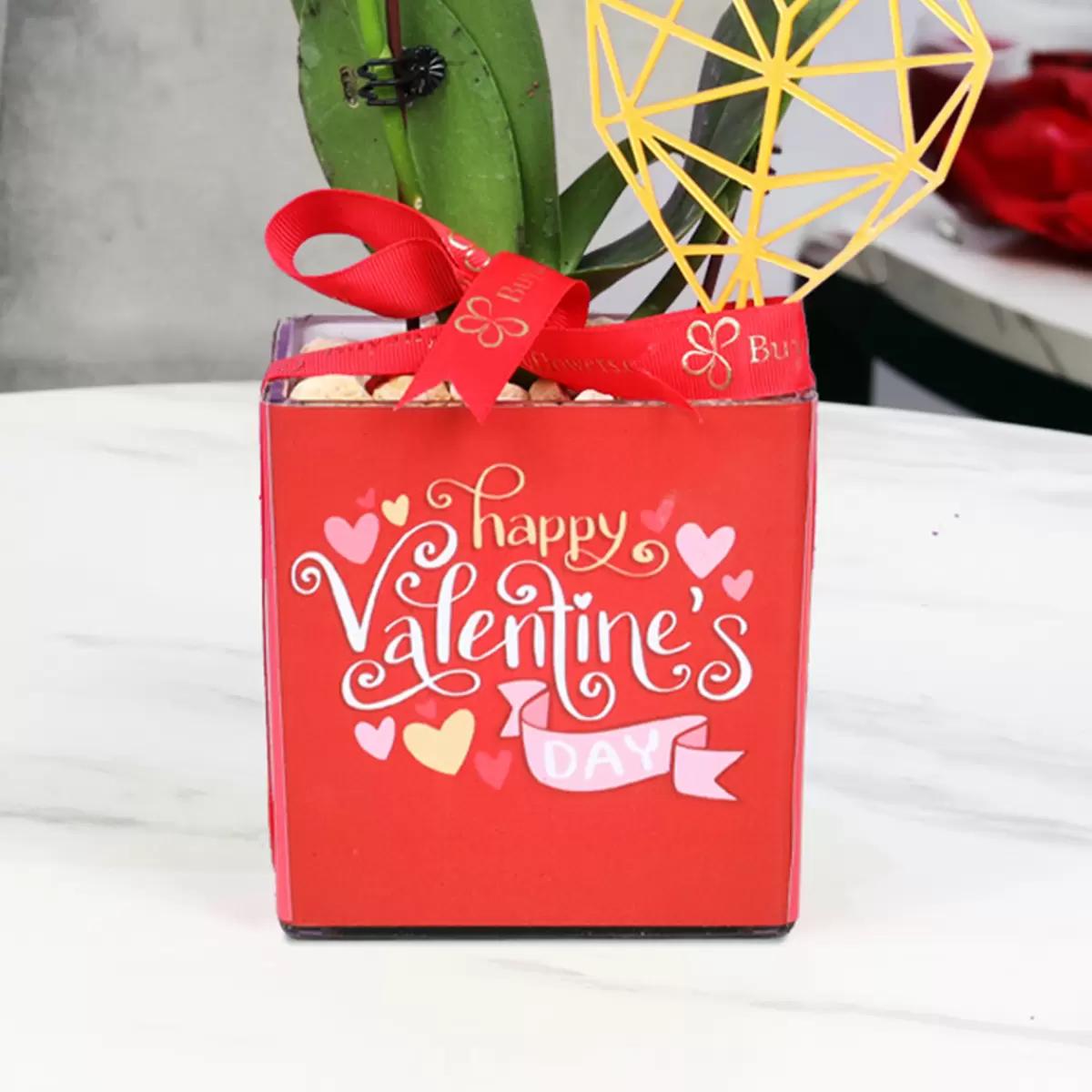 Valentine 2 Stem Mini Purple Orchid Plant thumbnail 3