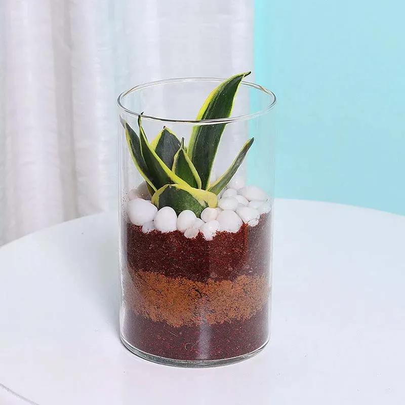 Mini Sansevieria in Cylinder Vase thumbnail 3