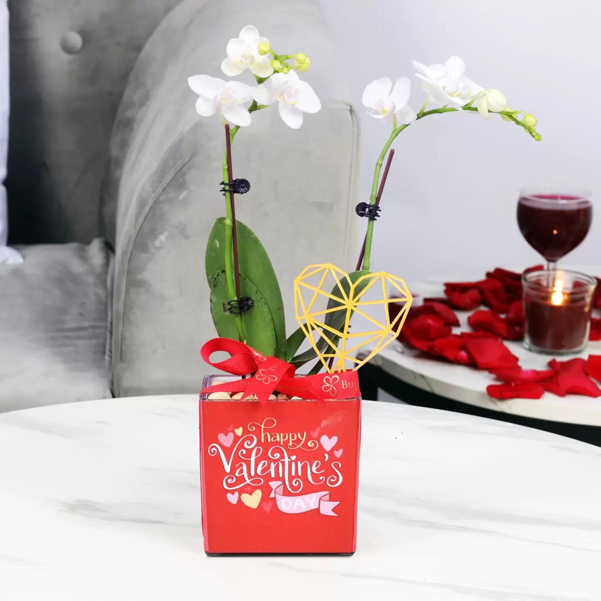 valentine2stemminiwhiteorchidplant_de9f79.webp