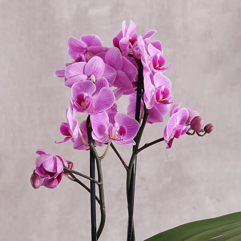 2 Stem Mini Purple Orchid Plant in Vase thumbnail 2