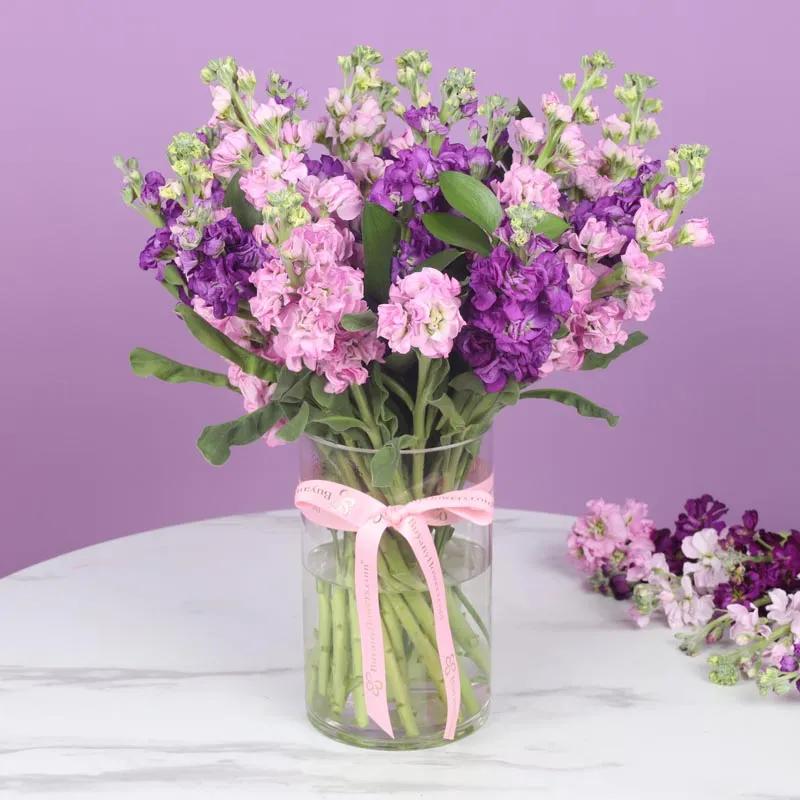 Beauty 21 Pink and Purple Matthiola