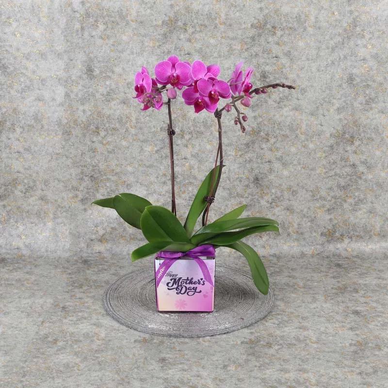 mothers-day-2-stem-purple-mini-orchid-plant_1.webp