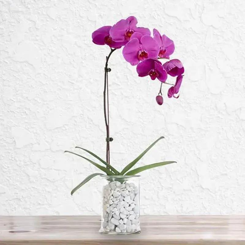 purple-orchid-plant-in-vase_1.webp