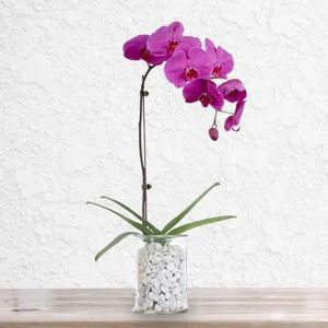 purple-orchid-plant-in-vase_1.webp