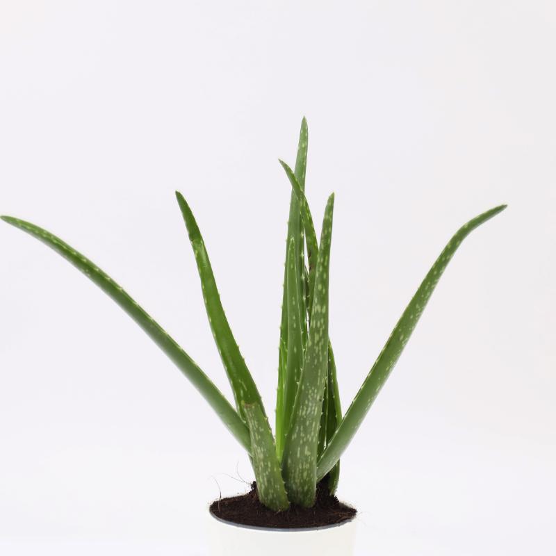 Aloe Vera Plant in White Pot - Plants gift from Buy Any Flowers Dubai in Al Quoz Industrial Area 4, Dubai, UAE - image 2