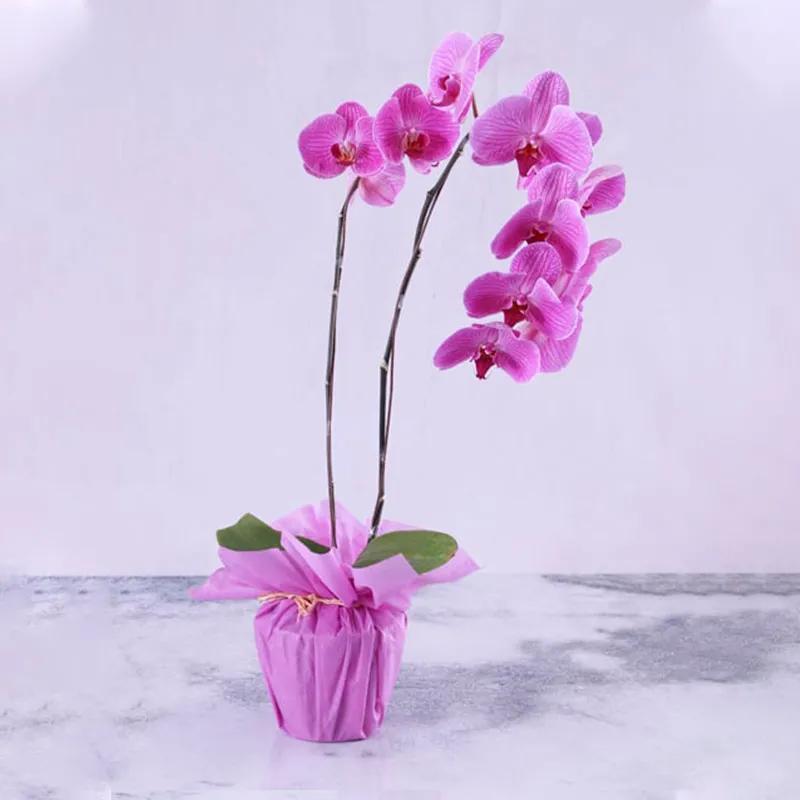 2-stem-purple-orchid-plant-in-purple-wrapping_1.webp