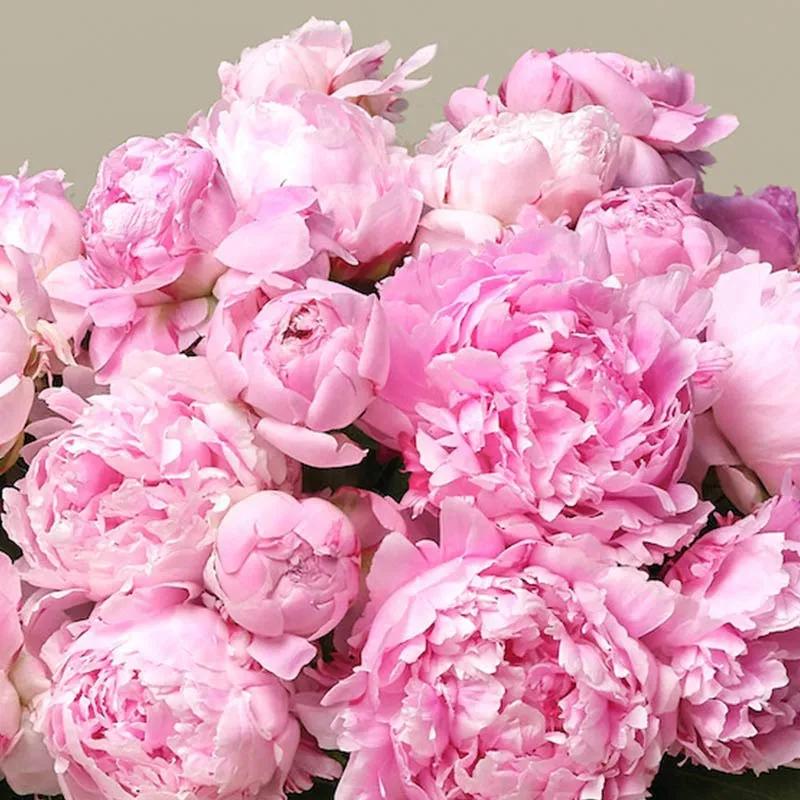 Sweety 30 Pink Peonies Bunch thumbnail 2