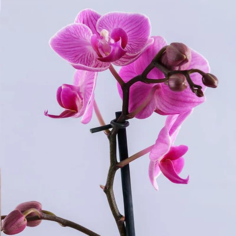 Purple Orchid Plant in Pink Wrapping - Plants gift from Buy Any Flowers Dubai in Al Quoz Industrial Area 4, Dubai, UAE - image 2