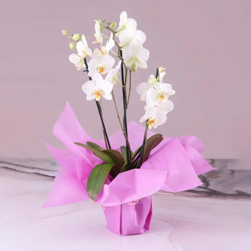 3-stem-white-orchid-plant-with-pink-wrapping_1.webp
