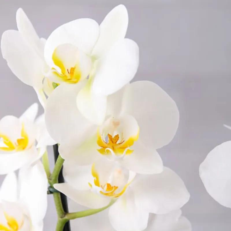 2 Stem White Orchid Plant in White Wrapping thumbnail 3