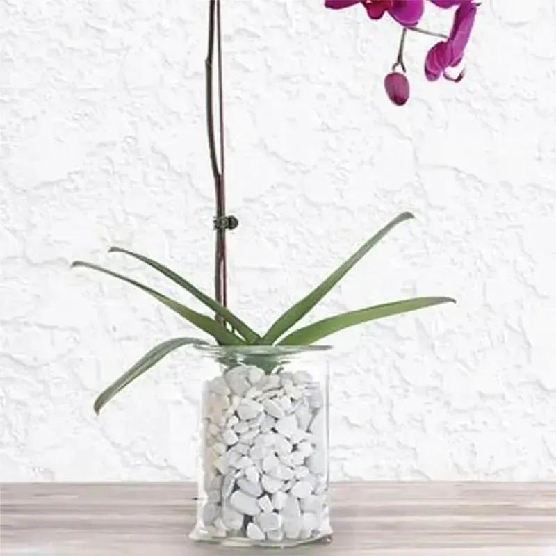 Purple Orchid Plant in Vase thumbnail 3