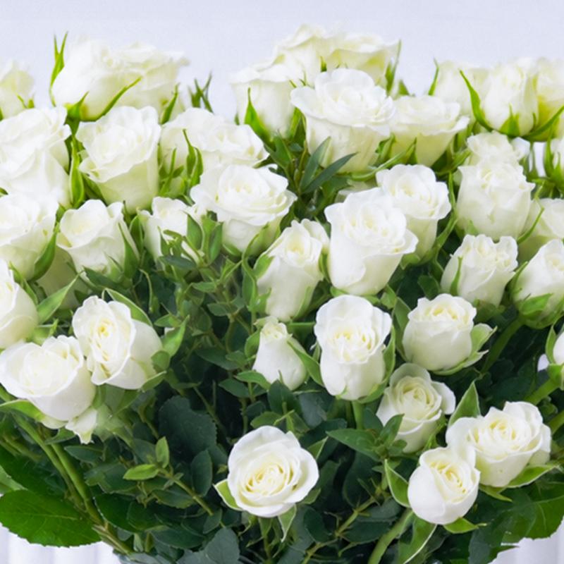 Peace 21 White Baby Roses - Flowers gift from Buy Any Flowers Dubai in Al Quoz Industrial Area 4, Dubai, UAE - image 2