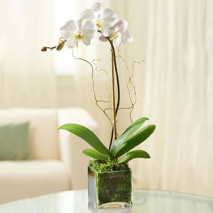 white-orchid-plant-in-square-vase_1.webp